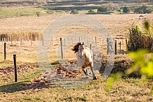 American Quarter Horse buckskin Stallion