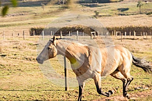 American Quarter Horse buckskin Stallion