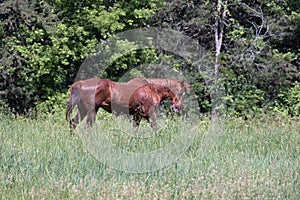 An American Quarter Horse in a Pasture