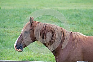 An American Quarter Horse in a Pasture