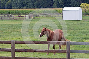 An American Quarter Horse in a Pasture