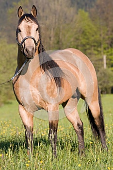 American Quarter horse posing stallion