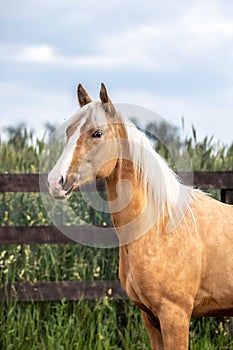 American Quarter Horse   running free on a  meadow