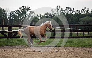 American Quarter Horse   running free on a  meadow