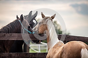 American Quarter Horse   running free on a  meadow