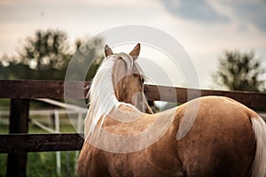 American Quarter Horse   running free on a  meadow photo