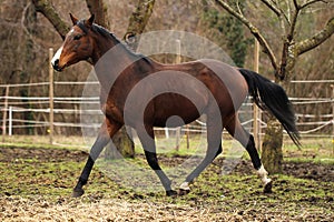 american quarter horse stallion