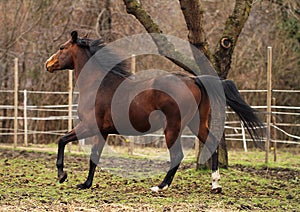 american quarter horse stallion