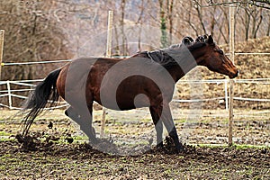 american quarter horse stallion