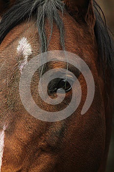 american quarter horse stallion