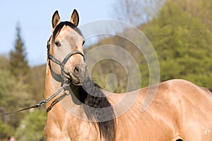 American Quarter horse stallion posing