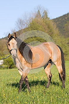 American Quarter horse stallion posing