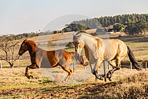 Americano cuarto caballos correr 