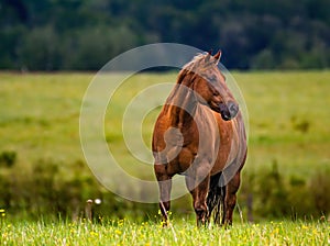 American quater horse in a meadow with small flowers