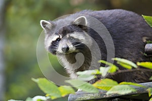 American raccoon, Procyon lotor, on the tree