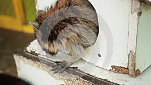 American raccoon. Young curious hungry racoon looking around the house for food