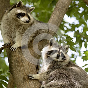 American Raccoons