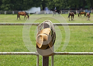 American Ranch Horse