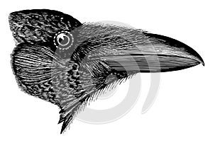 American Raven vintage illustration