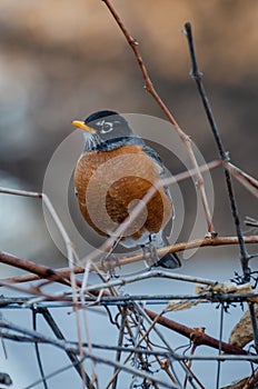 American Red-Breasted Robin perched in the back yard