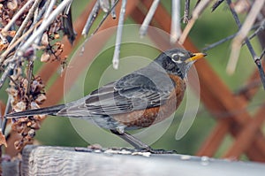 American Red-Breasted Robin perched in the back yard