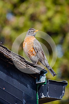 American Red-Breasted Robin perched in the back yard