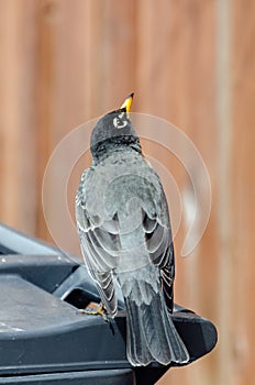 American Red-Breasted Robin perched in the back yard