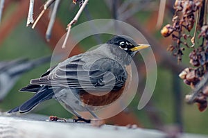 American Red-Breasted Robin perched in the back yard