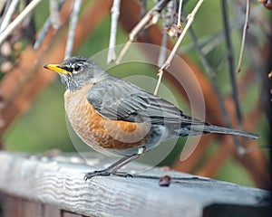 American Red-Breasted Robin perched in the back yard eating grapes