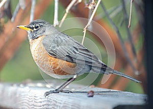 American Red-Breasted Robin perched in the back yard eating grapes