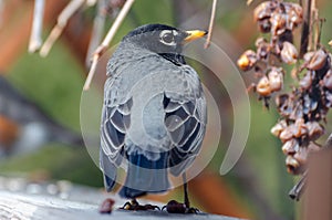 American Red-Breasted Robin perched in the back yard eating grapes