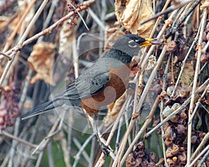 American Red-Breasted Robin perched in the back yard eating grapes