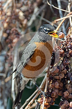 American Red-Breasted Robin perched in the back yard eating grapes