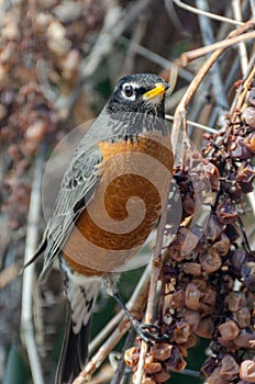 American Red-Breasted Robin perched in the back yard eating grapes