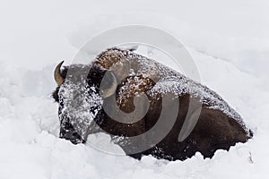 American Red Fox lying down in snow