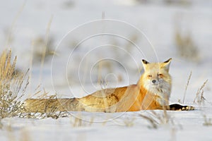 American Red Fox resting in snow, low angle