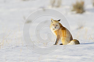 American Red Fox resting in snow, low angle