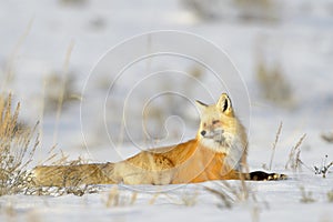 American Red Fox in snow walking