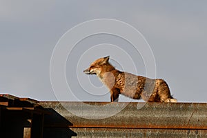 An American Red Fox stretching