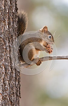 American red squirrel