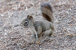 American Red Squirrel