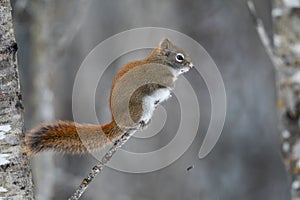 American red squirrel