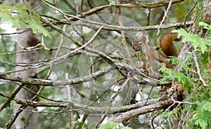 American red squirrel