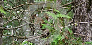 American red squirrel