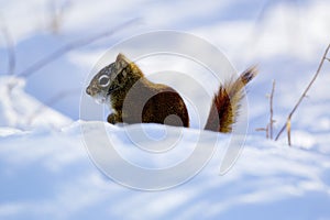 American Red Squirrel  847260