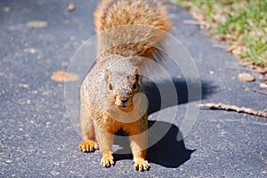 American Red Squirrel