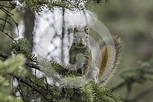 An American red squirrel in Alaska