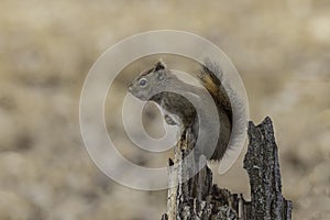 An American red squirrel in Alaska