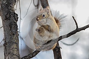 An American red squirrel in Alaska photo