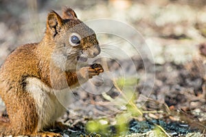 American Red Squirrel appears to be smiling as he enjoys a snack